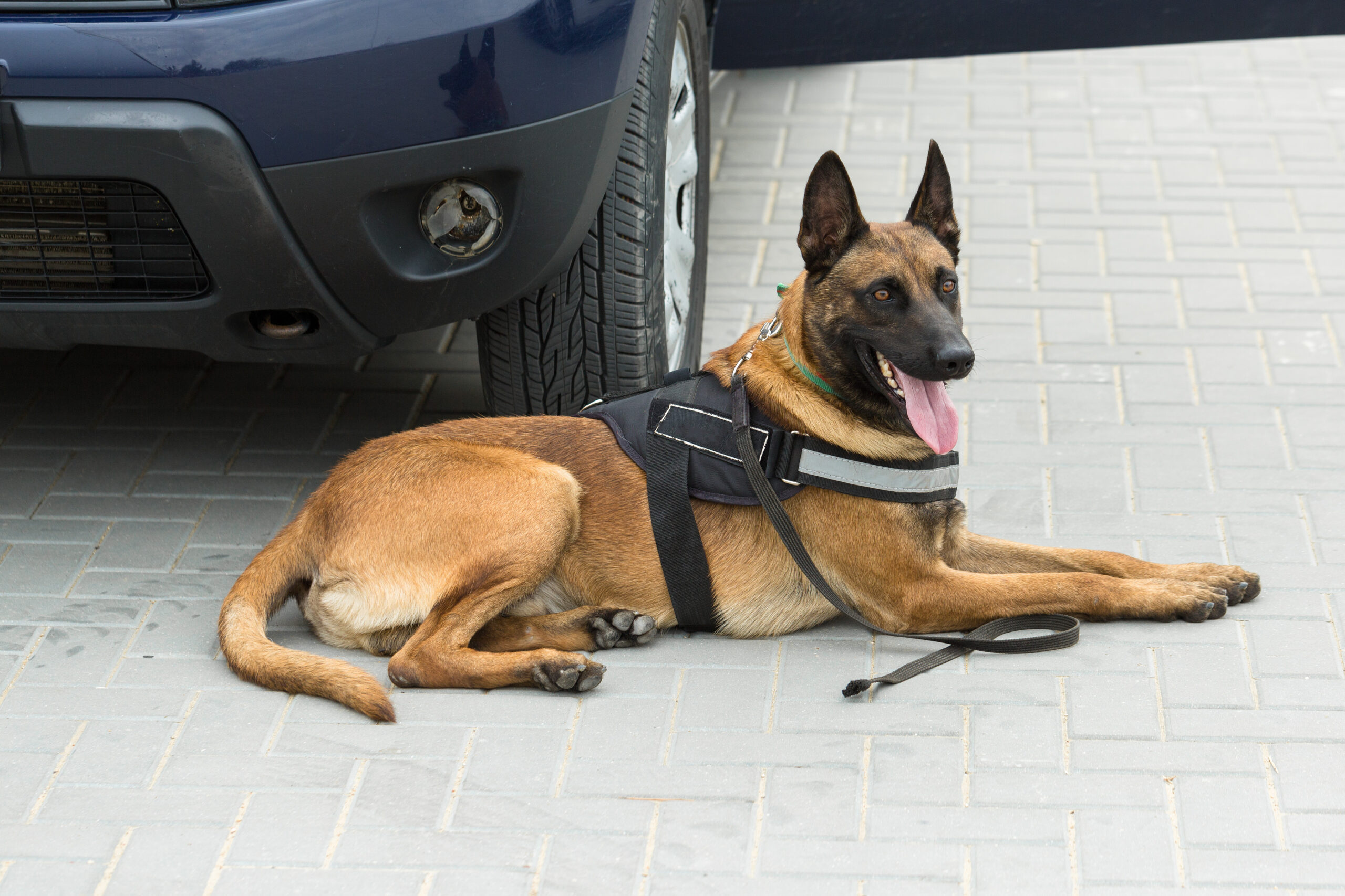 Malinois belgian shepherd guard the border.  The border troops demonstrate the dog's ability to detect violations.